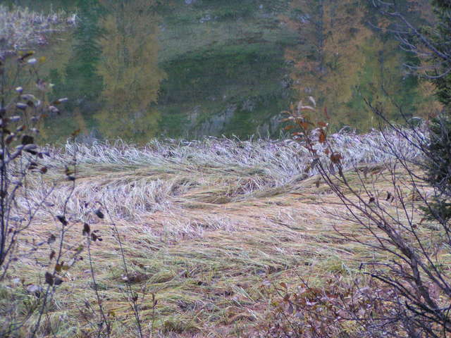 Graswirbel am Schwarzensee