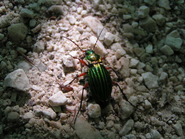 Käfer an der Kneifelspitze