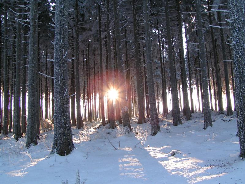 Wald mit Gegenlicht
